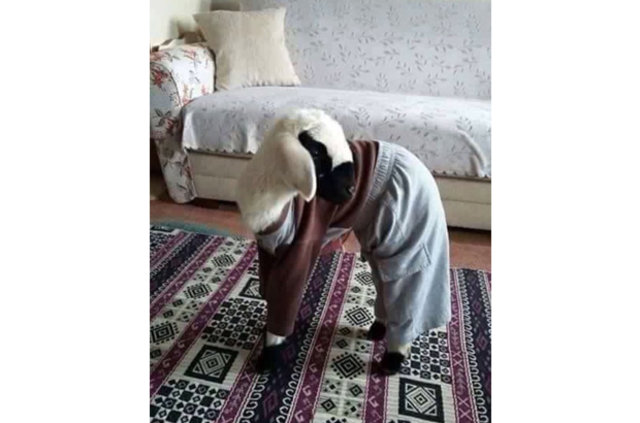 Anlam verilemeyen fotoğraflar - 7