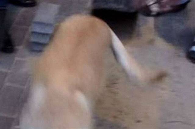 Rusya'da akılalmaz olay! Kaldırım taşlarını sökünce... - 9