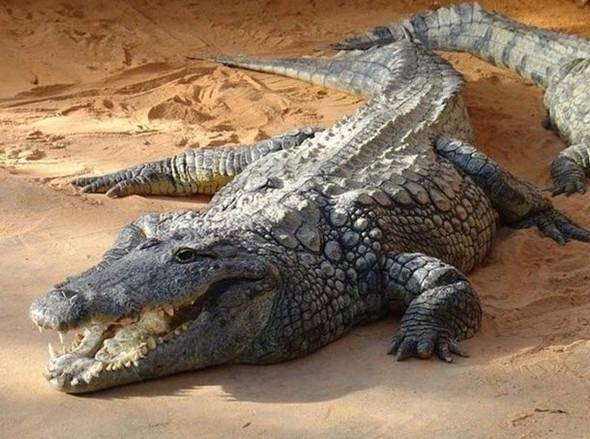 Telefonu gece şarjda bırakmak piline zarar verir mi? İşte doğru bildiğimiz yanlışlar! - 8