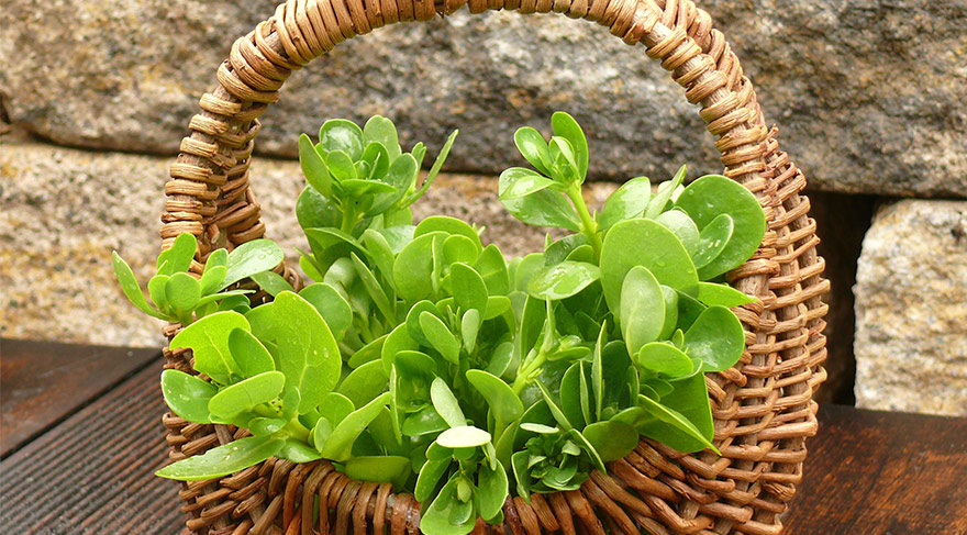 Semizotunun faydaları nelerdir? - 2