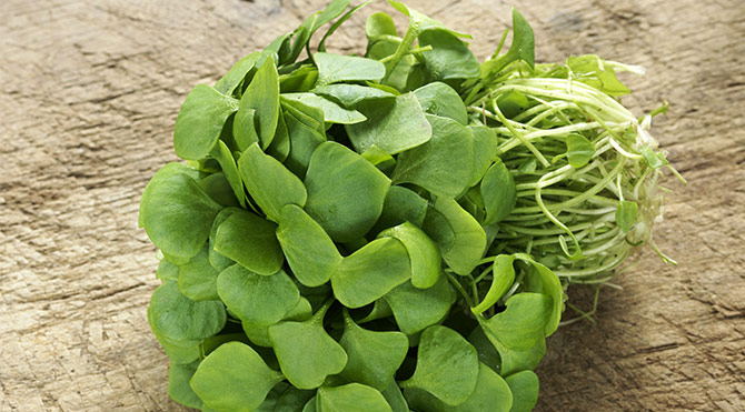 Semizotunun faydaları nelerdir? - 8