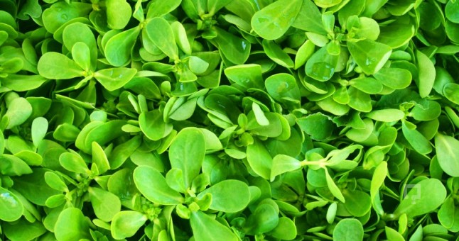 Semizotunun faydaları nelerdir? - 6