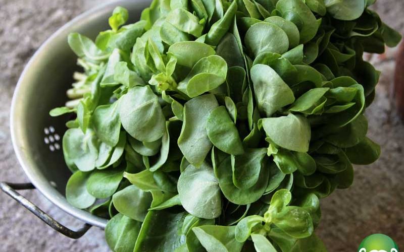 Semizotunun faydaları nelerdir? - 7