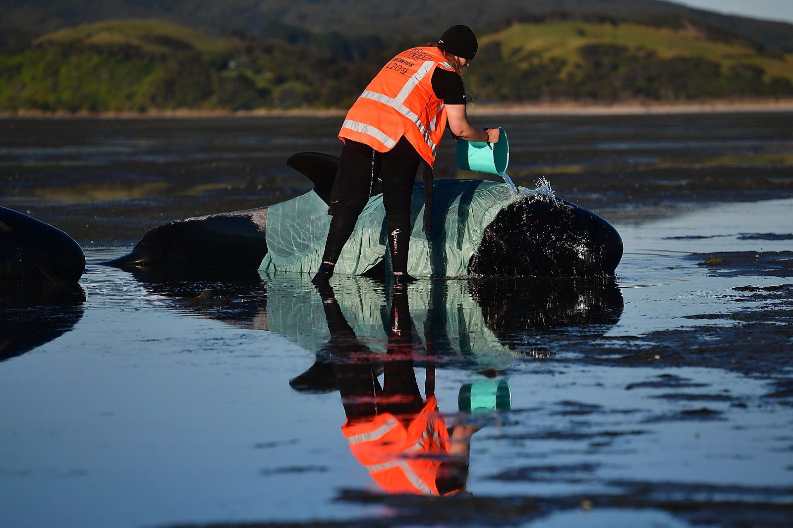 Yeni Zelanda'da yüzlerce balina telef oldu - 5