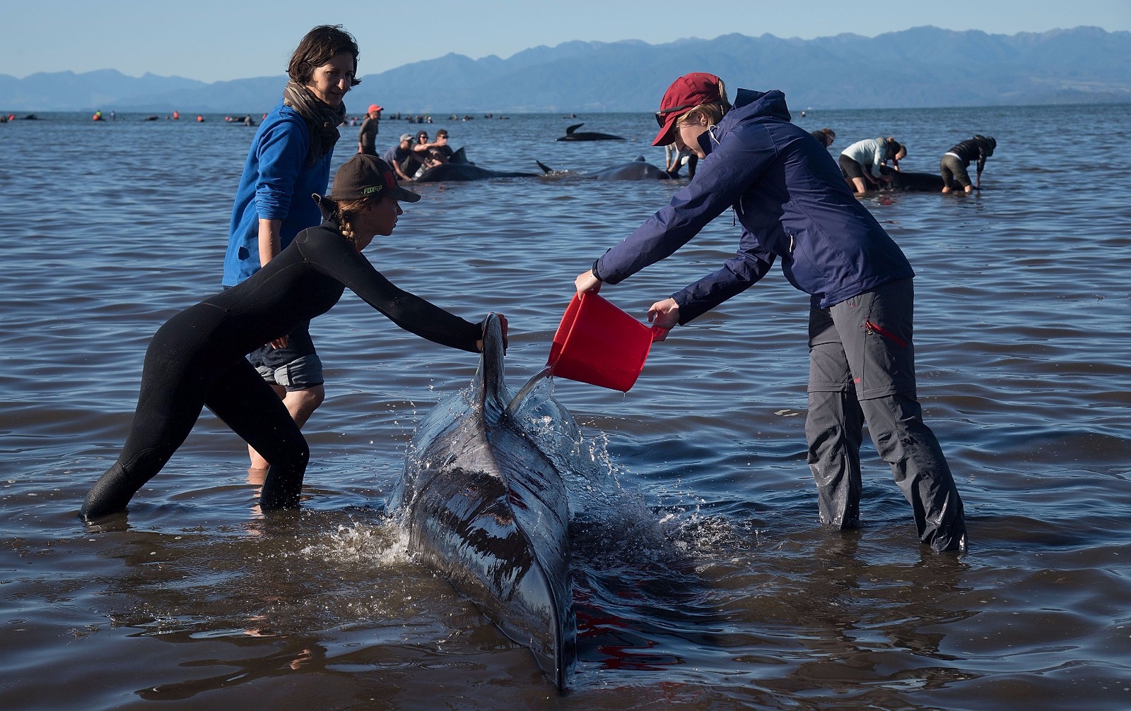 Yeni Zelanda'da yüzlerce balina telef oldu - 19