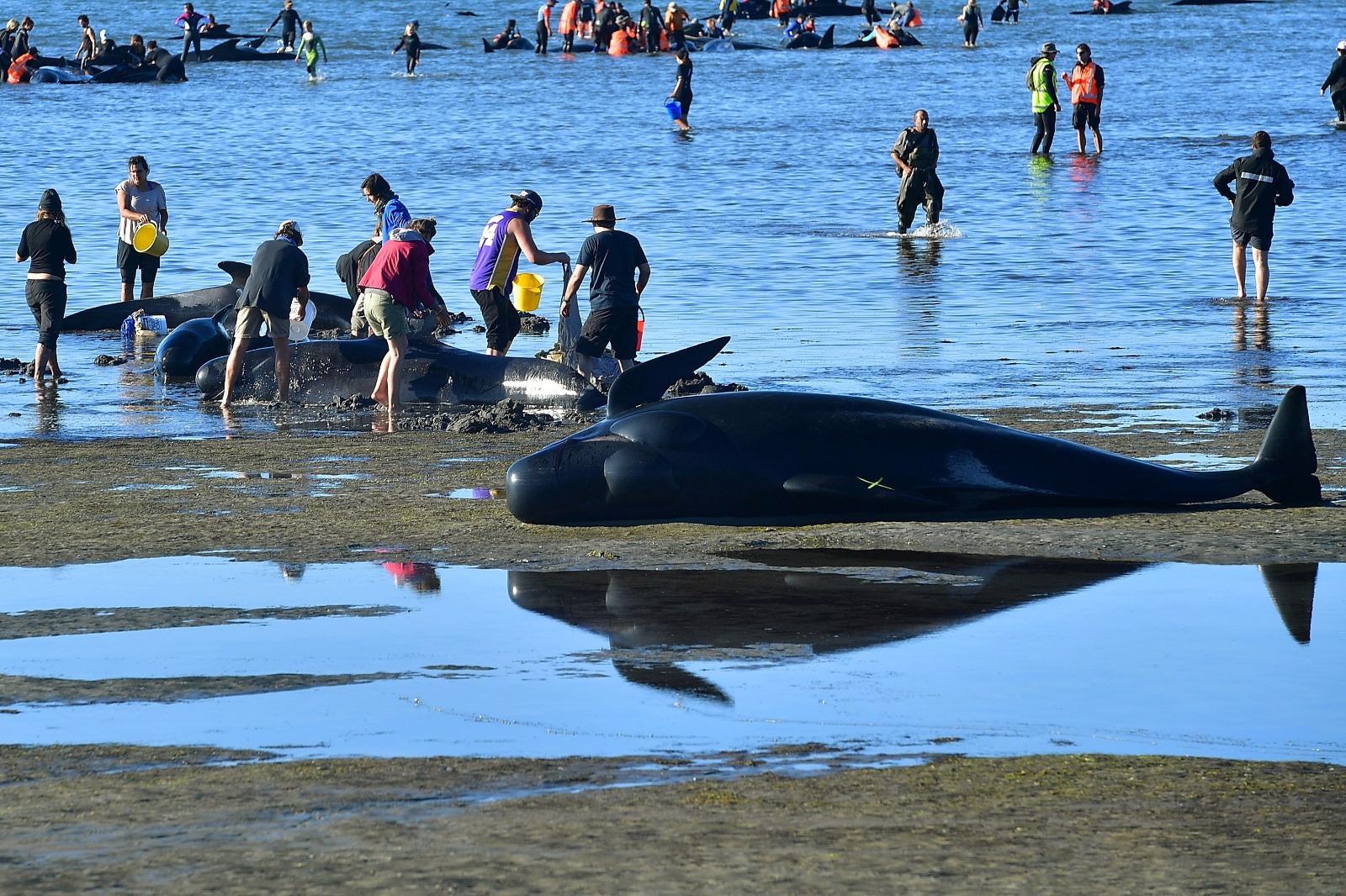 Yeni Zelanda'da yüzlerce balina telef oldu - 13