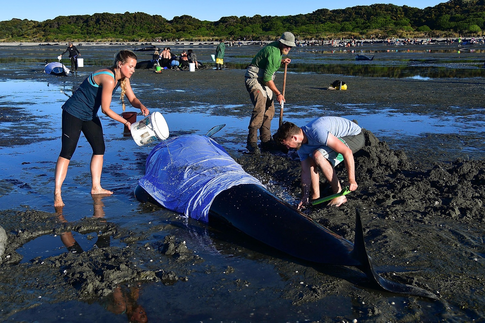 Yeni Zelanda'da yüzlerce balina telef oldu - 8