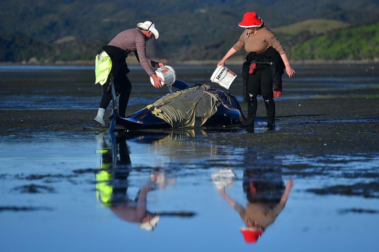 Yeni Zelanda'da yüzlerce balina telef oldu - 1