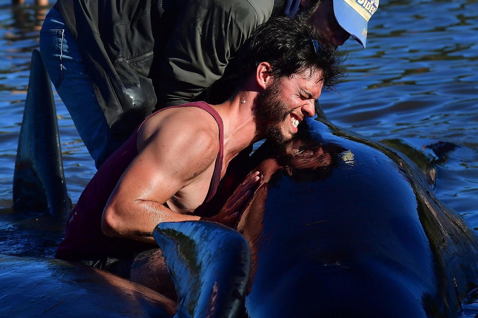 Yeni Zelanda'da yüzlerce balina telef oldu - 2