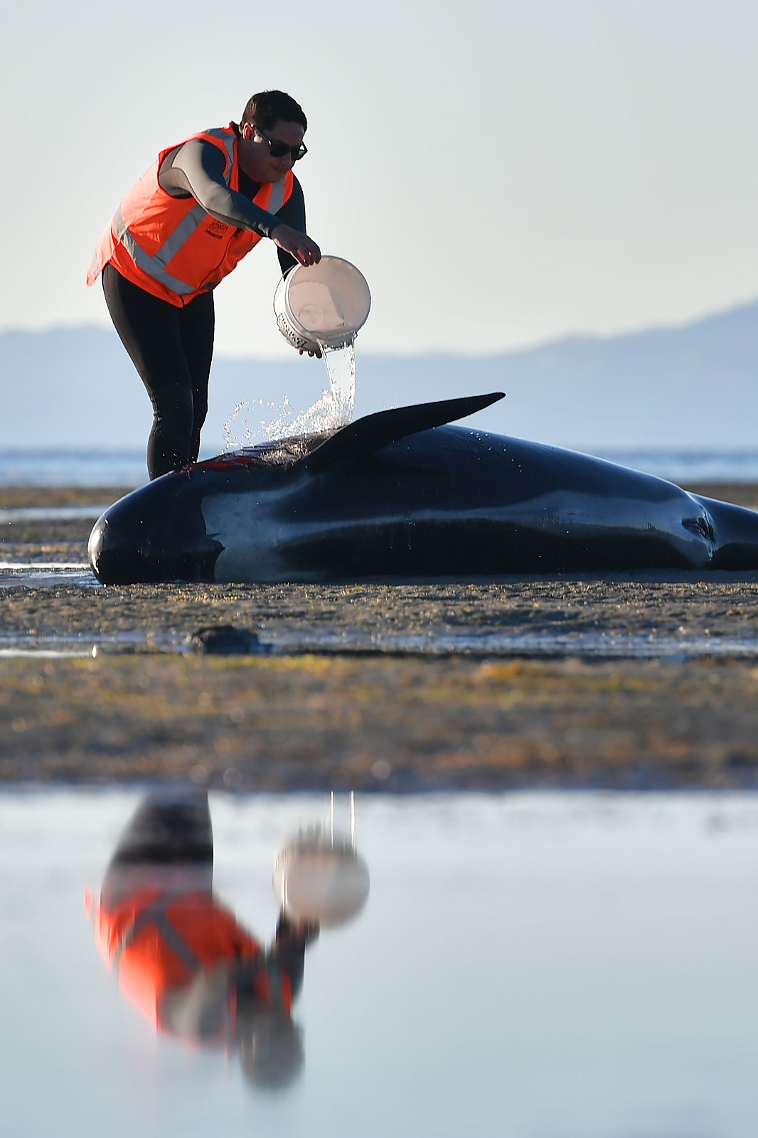 Yeni Zelanda'da yüzlerce balina telef oldu - 7