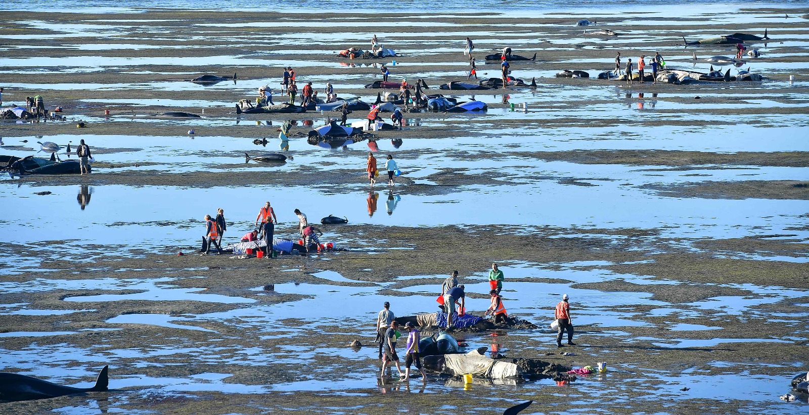 Yeni Zelanda'da yüzlerce balina telef oldu - 6