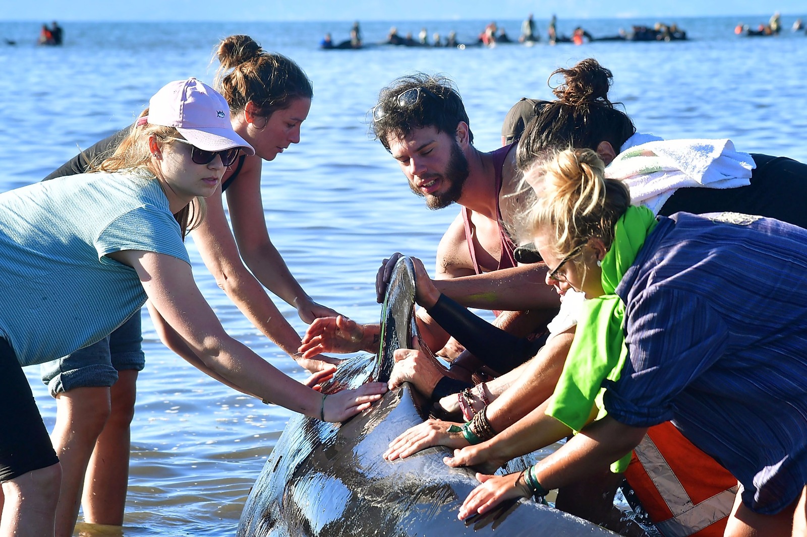 Yeni Zelanda'da yüzlerce balina telef oldu - 16