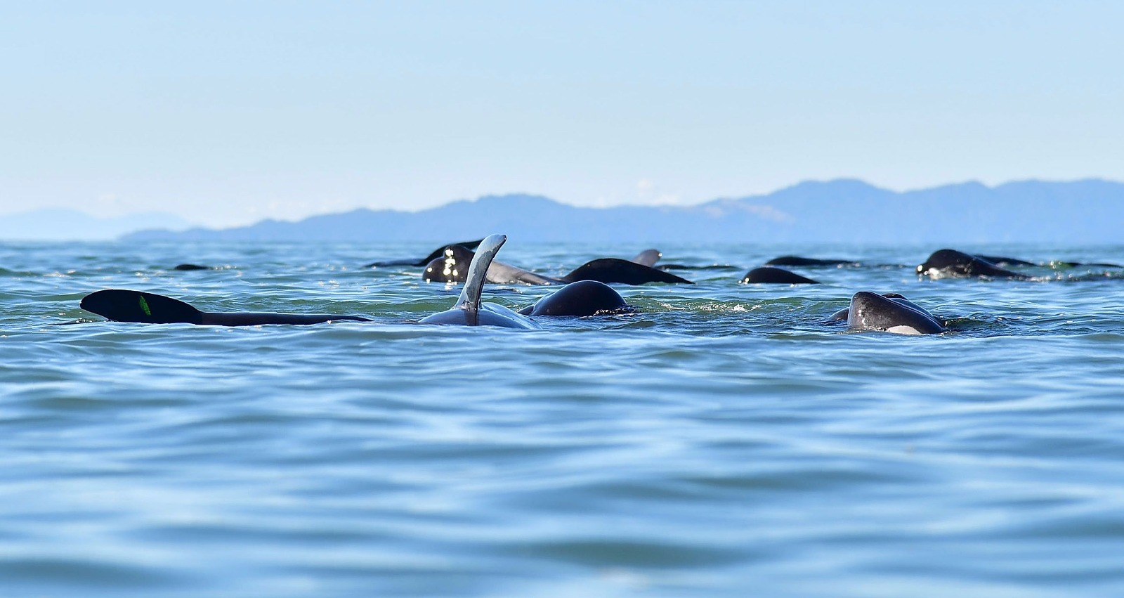 Yeni Zelanda'da yüzlerce balina telef oldu - 20