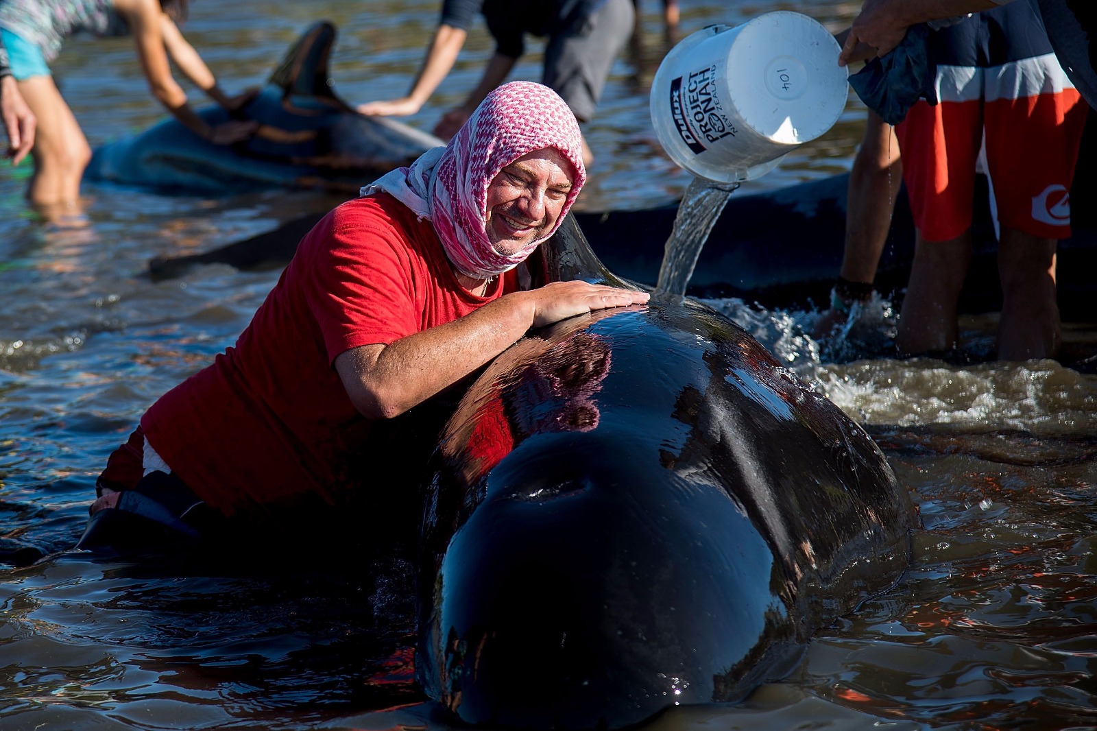 Yeni Zelanda'da yüzlerce balina telef oldu - 4