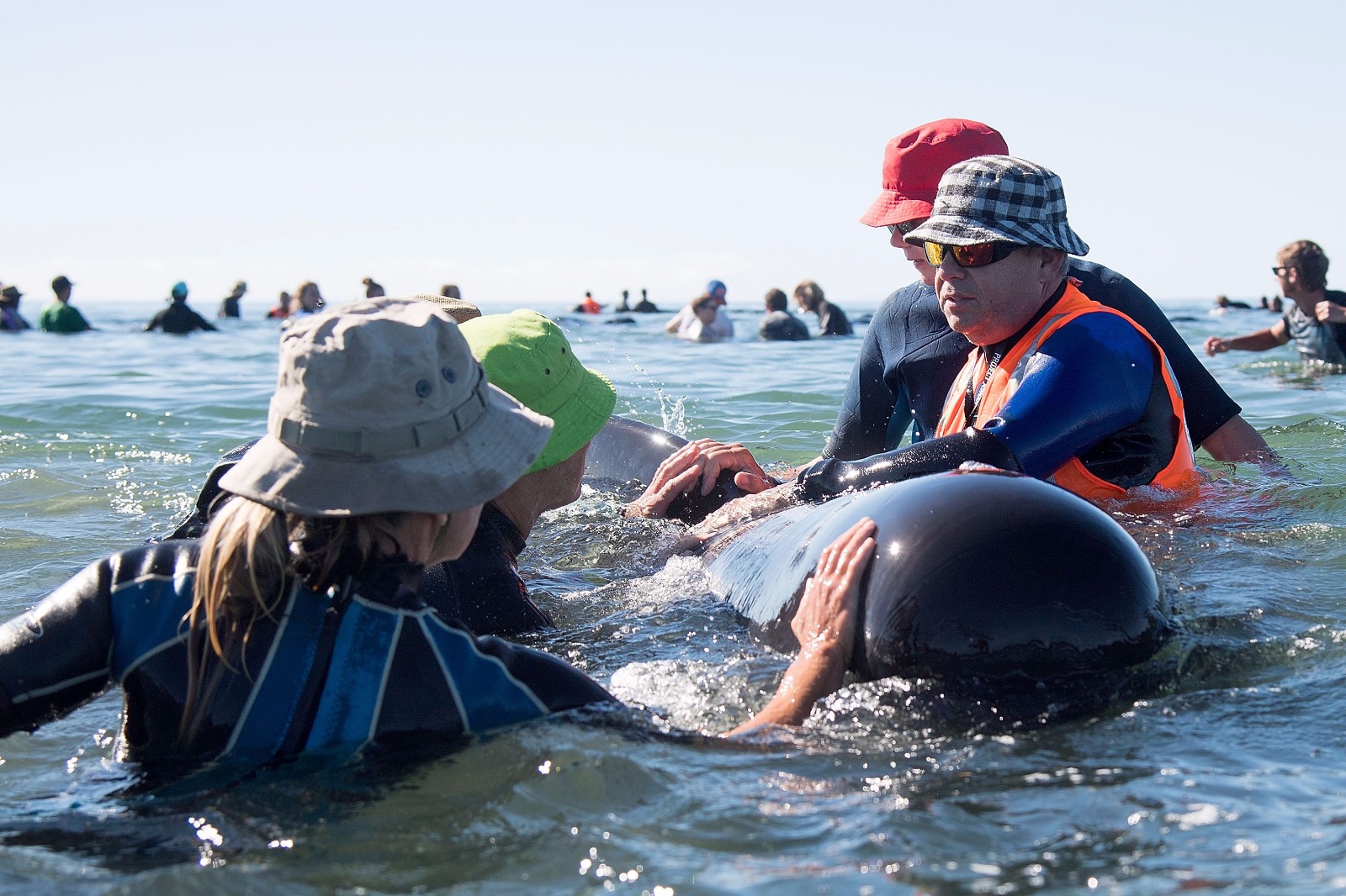Yeni Zelanda'da yüzlerce balina telef oldu - 17