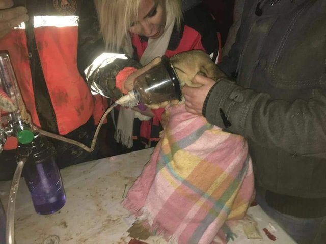 Beykoz'da kuyuya düşen köpek böyle kurtarıldı - 1