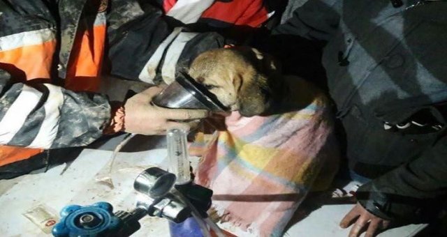 Beykoz'da kuyuya düşen köpek böyle kurtarıldı - 2