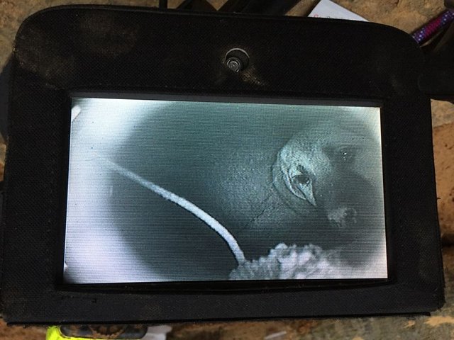 Beykoz'da kuyuya düşen köpek böyle kurtarıldı - 10