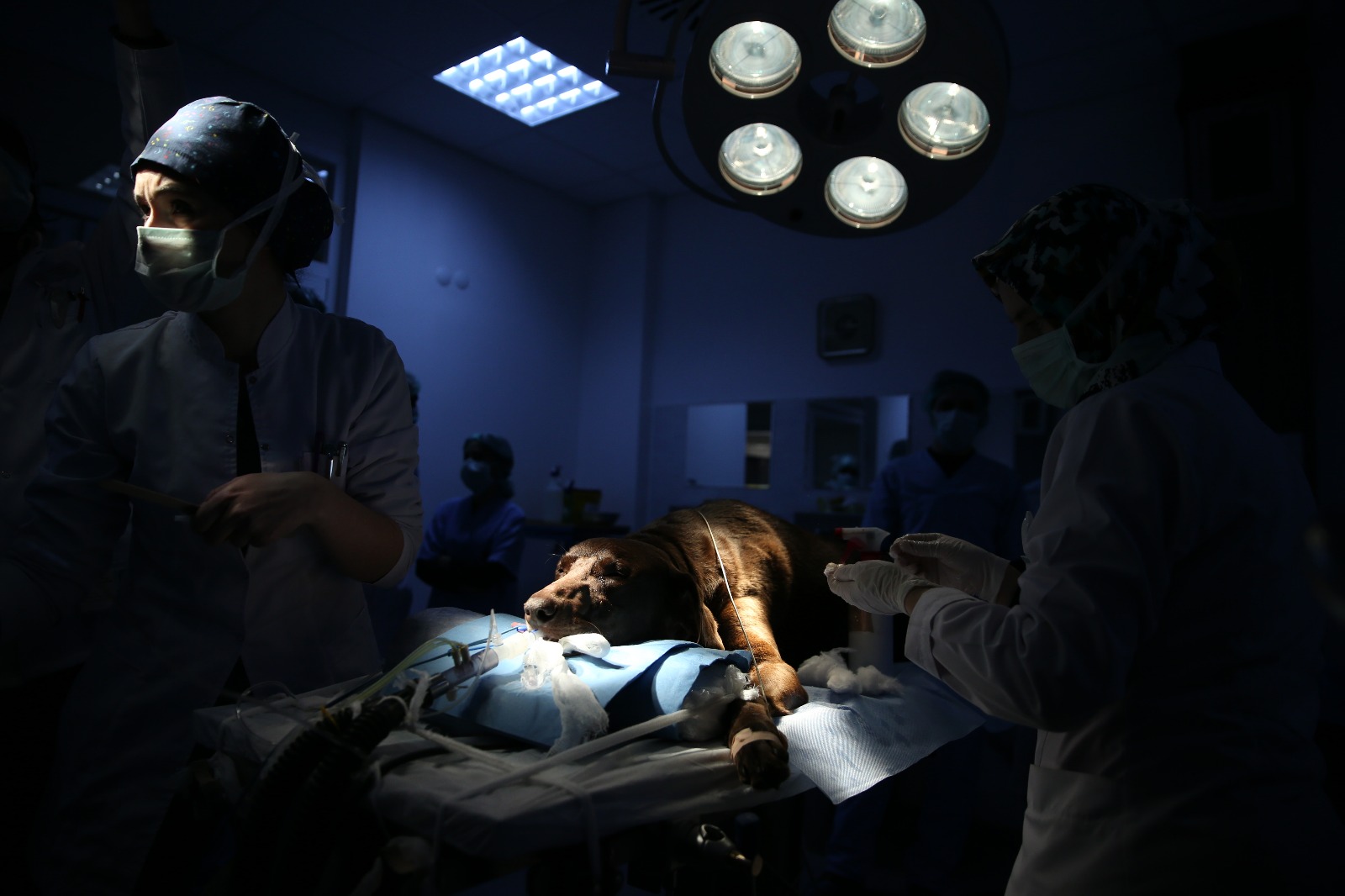 Mikro cerrahiyle köpeğin burun tümörü alındı - 4