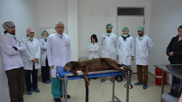 Mikro cerrahiyle köpeğin burun tümörü alındı - 5