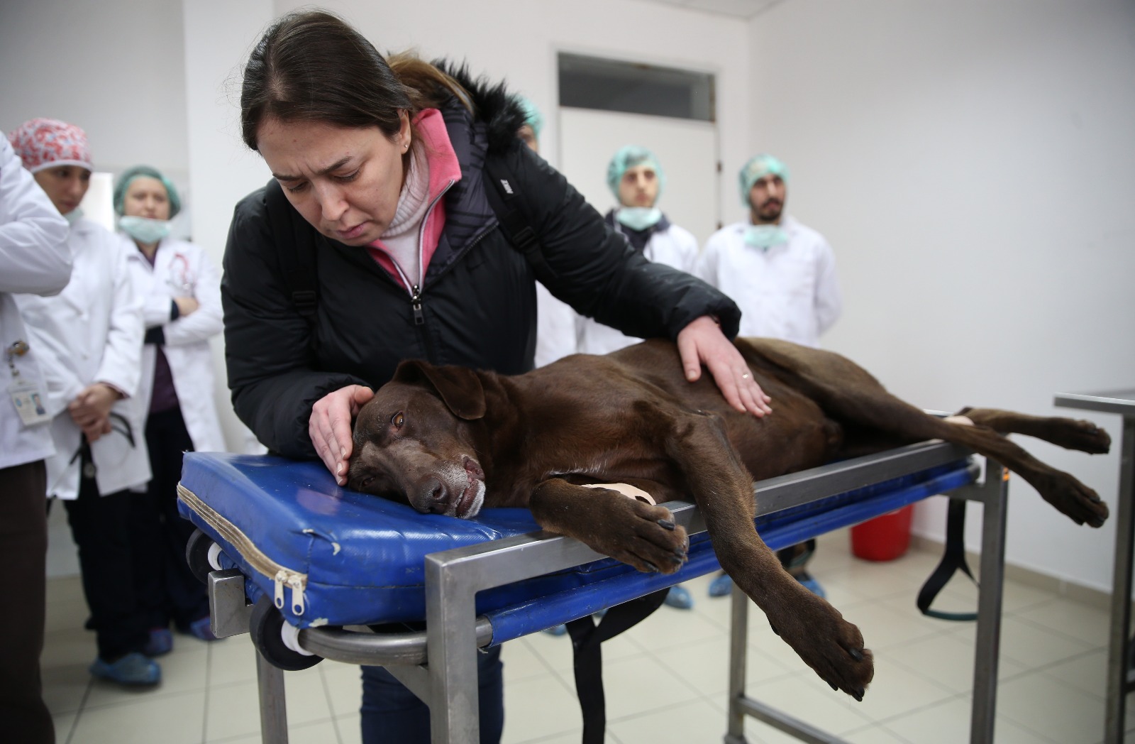 Mikro cerrahiyle köpeğin burun tümörü alındı - 7