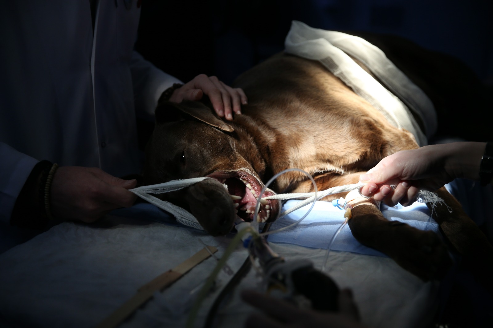 Mikro cerrahiyle köpeğin burun tümörü alındı - 2