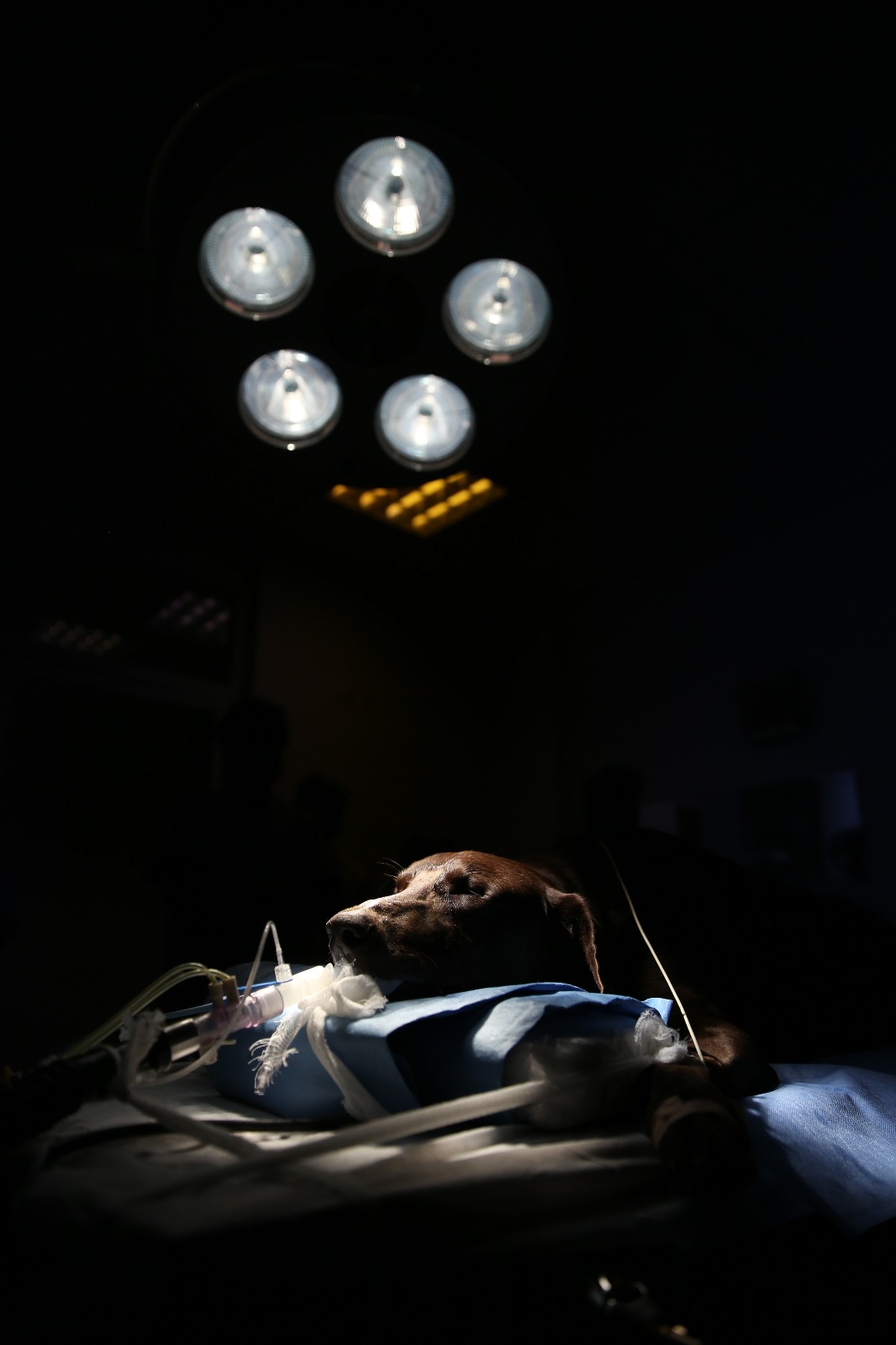 Mikro cerrahiyle köpeğin burun tümörü alındı - 3