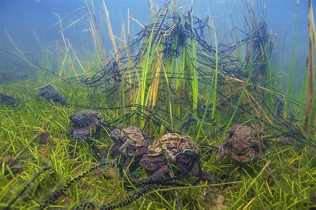 2017'nin en iyi sualtı fotoğrafları seçildi - 16