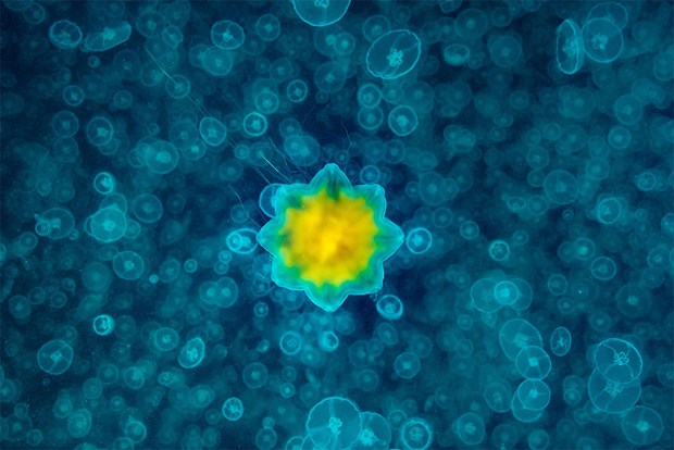 2017'nin en iyi sualtı fotoğrafları seçildi - 18