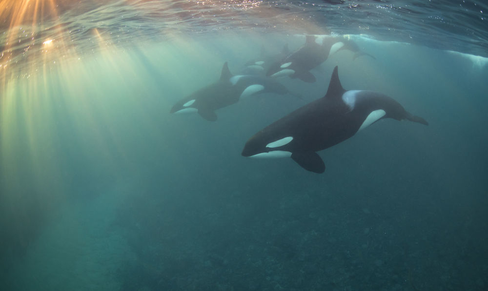 2017'nin en iyi sualtı fotoğrafları seçildi - 19