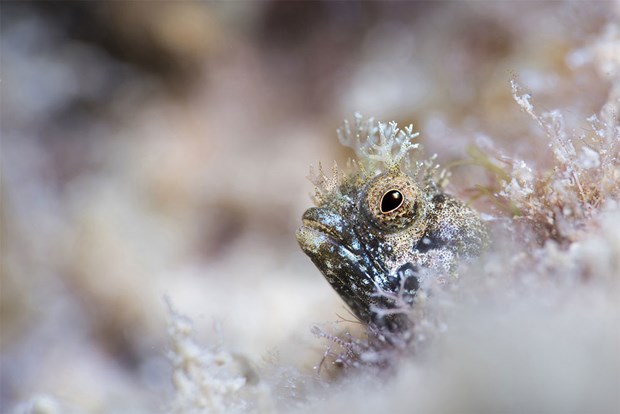 2017'nin en iyi sualtı fotoğrafları seçildi - 22