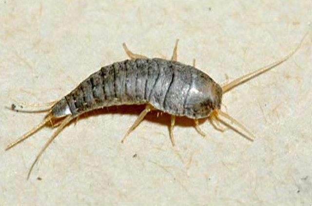 Böceklerden kurtulmanın doğal yolları - 1