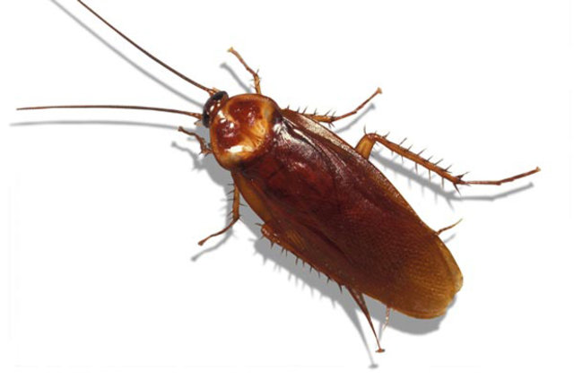 Böceklerden kurtulmanın doğal yolları - 14