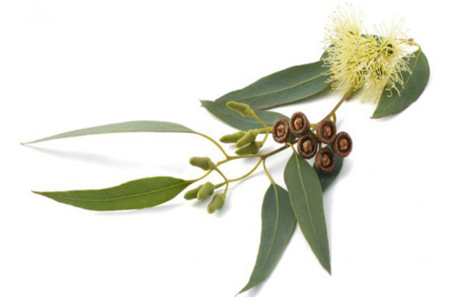 Böceklerden kurtulmanın doğal yolları - 18