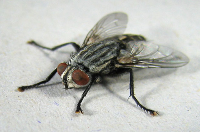 Böceklerden kurtulmanın doğal yolları - 19