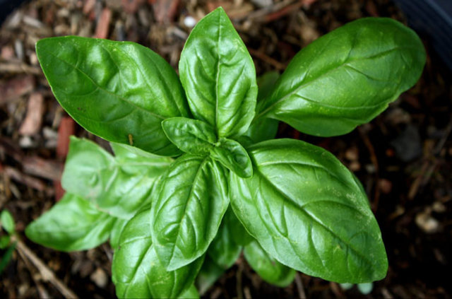 Böceklerden kurtulmanın doğal yolları - 20