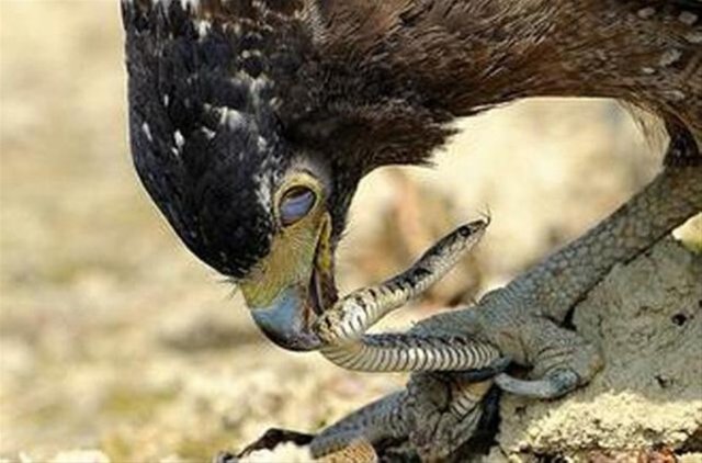 Yılanı yemeye çalışırken canından oluyordu! - 2