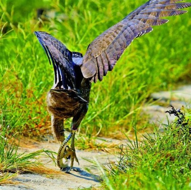 Yılanı yemeye çalışırken canından oluyordu! - 3