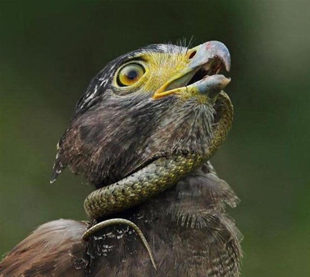 Yılanı yemeye çalışırken canından oluyordu! - 5