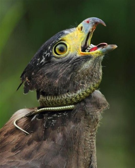 Yılanı yemeye çalışırken canından oluyordu! - 6