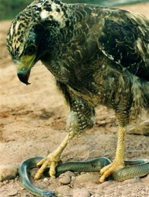 Yılanı yemeye çalışırken canından oluyordu! - 7