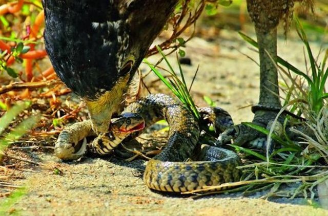 Yılanı yemeye çalışırken canından oluyordu! - 8