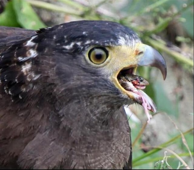 Yılanı yemeye çalışırken canından oluyordu! - 9