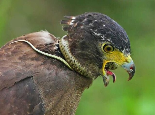 Yılanı yemeye çalışırken canından oluyordu! - 1