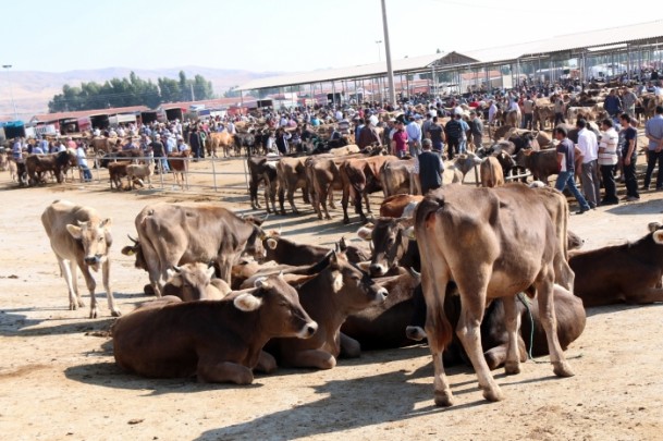 'Kurbanlık temininde sıkıntı yok' - 868