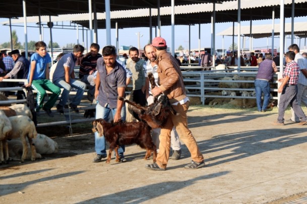 'Kurbanlık temininde sıkıntı yok' - 757