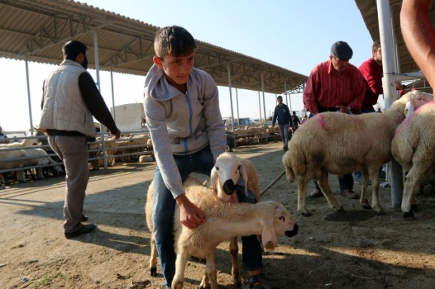 'Kurbanlık temininde sıkıntı yok' - 683
