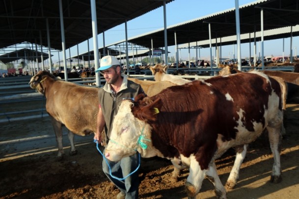 'Kurbanlık temininde sıkıntı yok' - 653