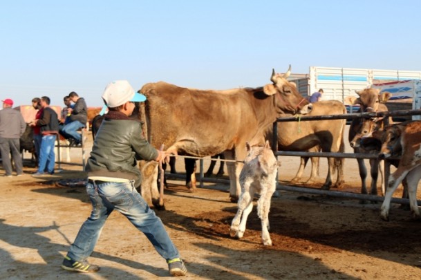 'Kurbanlık temininde sıkıntı yok' - 933