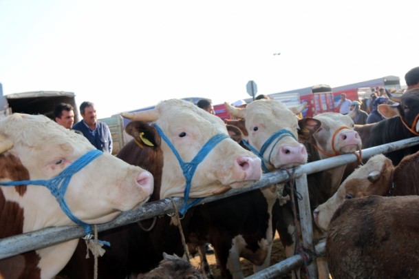 'Kurbanlık temininde sıkıntı yok' - 891